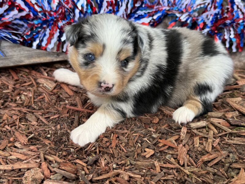 Mia - Toy Australian Shepherd Puppy