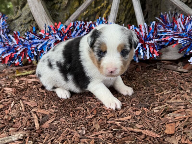 Martin - Toy Australian Shepherd Puppy