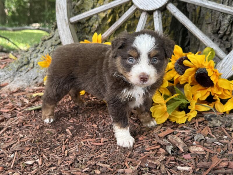 Leo - Toy Australian Shepherd Puppy