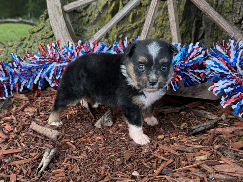 Dugger - Toy Australian Shepherd Puppy