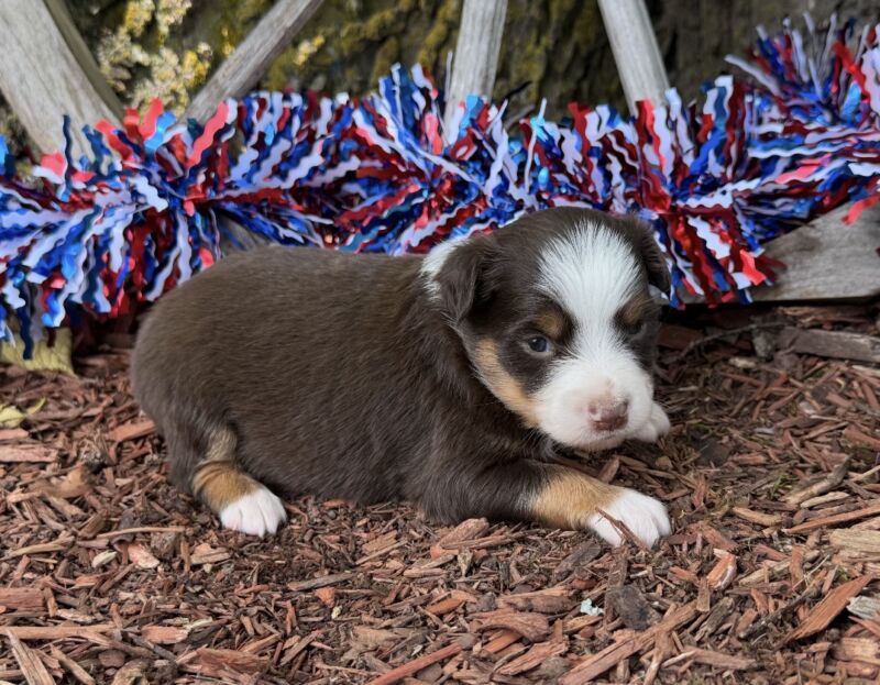 Milo - Toy Australian Shepherd Puppy