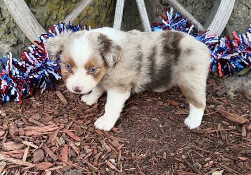 Lizzie - Toy Australian Shepherd Puppy