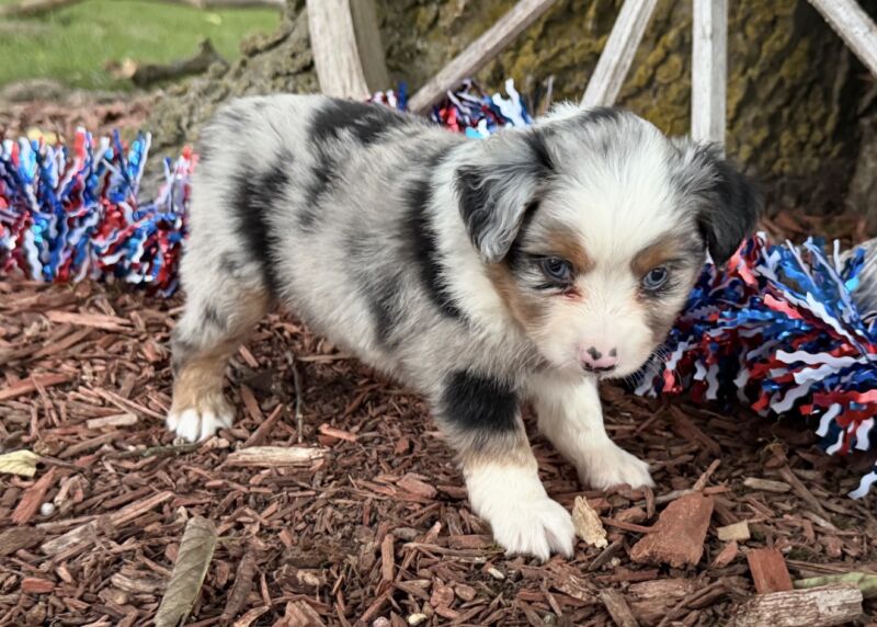Lincoln - Toy Australian Shepherd Puppy