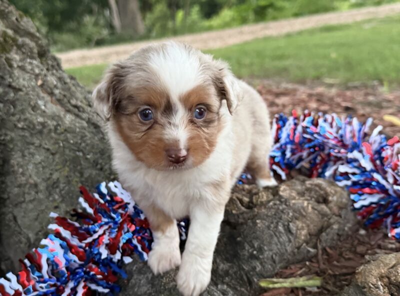 Lola - Toy Australian Shepherd Puppy