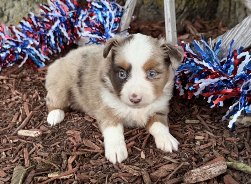 Lane - Toy Australian Shepherd Puppy