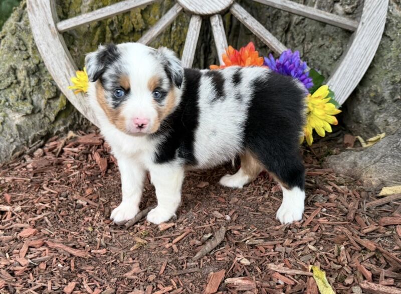 Martin - Toy Australian Shepherd Puppy