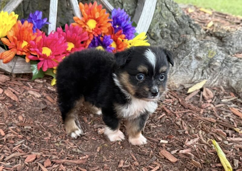 Dugger - Toy Australian Shepherd Puppy