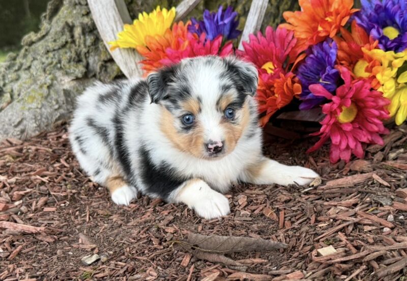 Mia - Toy Australian Shepherd Puppy