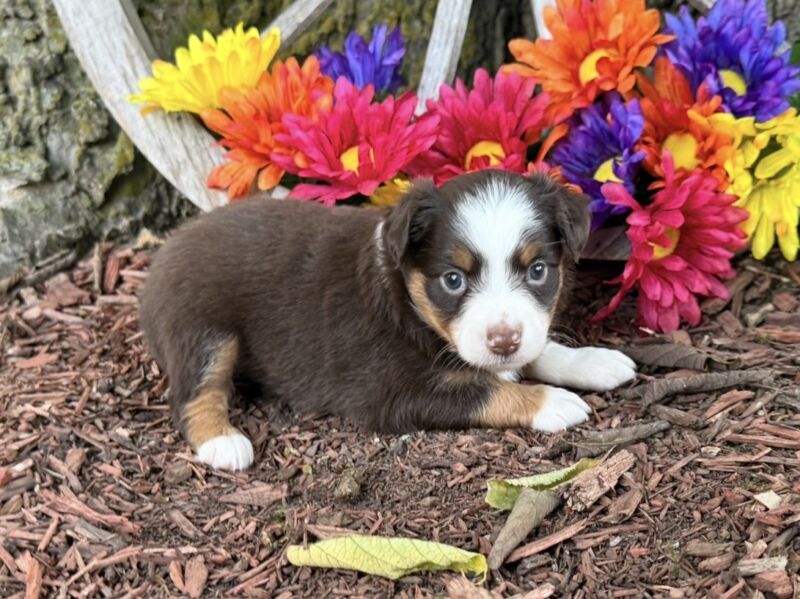 Milo - Toy Australian Shepherd Puppy
