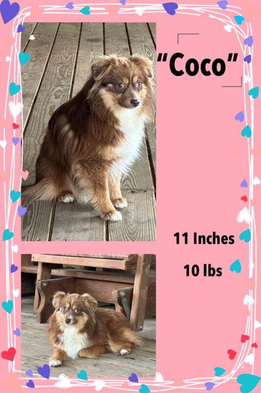 Coco - Dam