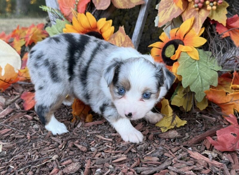 Cricket - Toy Australian Shepherd Puppy