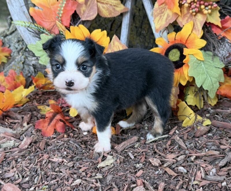 Callie - Toy Australian Shepherd Puppy