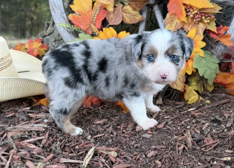CiCi - Toy Australian Shepherd Puppy