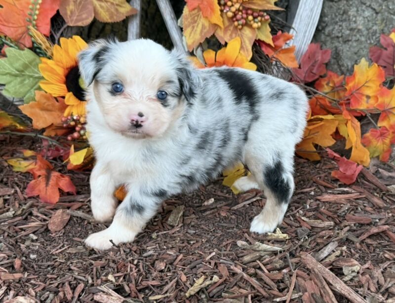 Chase - Toy Australian Shepherd Puppy