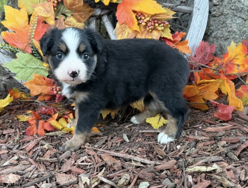 Cody - Toy Australian Shepherd Puppy