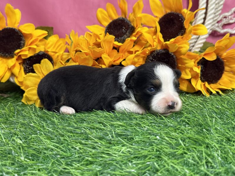 Bug - Toy Australian Shepherd Puppy