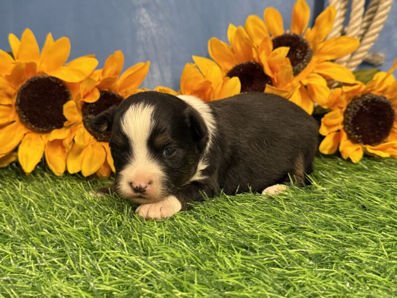 Timber - Toy Australian Shepherd Puppy