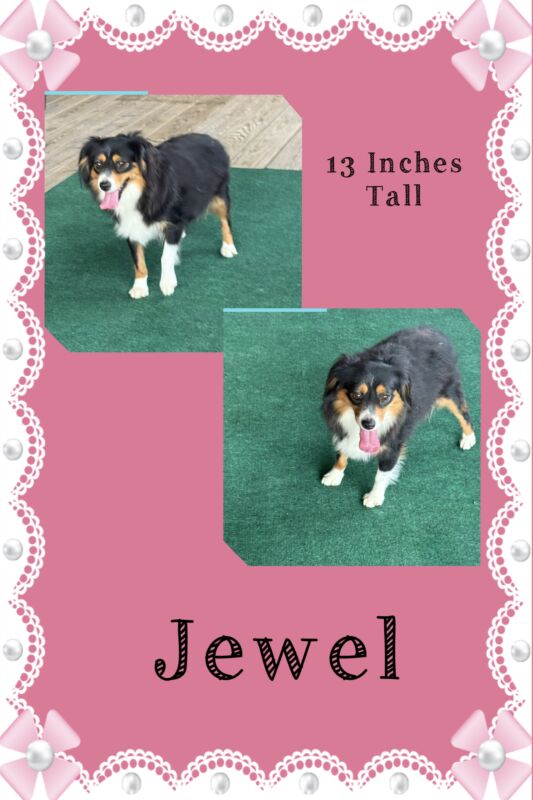 Jewel - Toy Australian Shepherd Dam