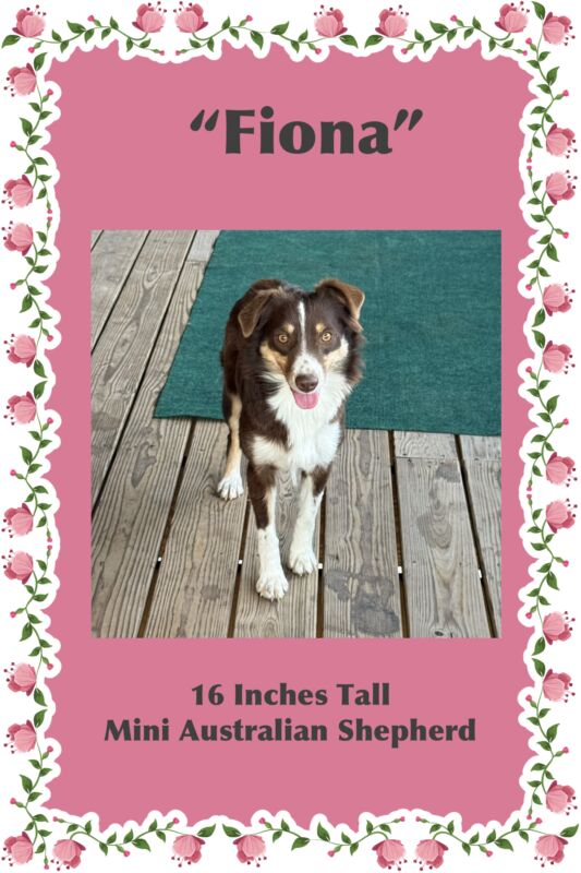 Fiona - Mini Australian Shepherd Dam